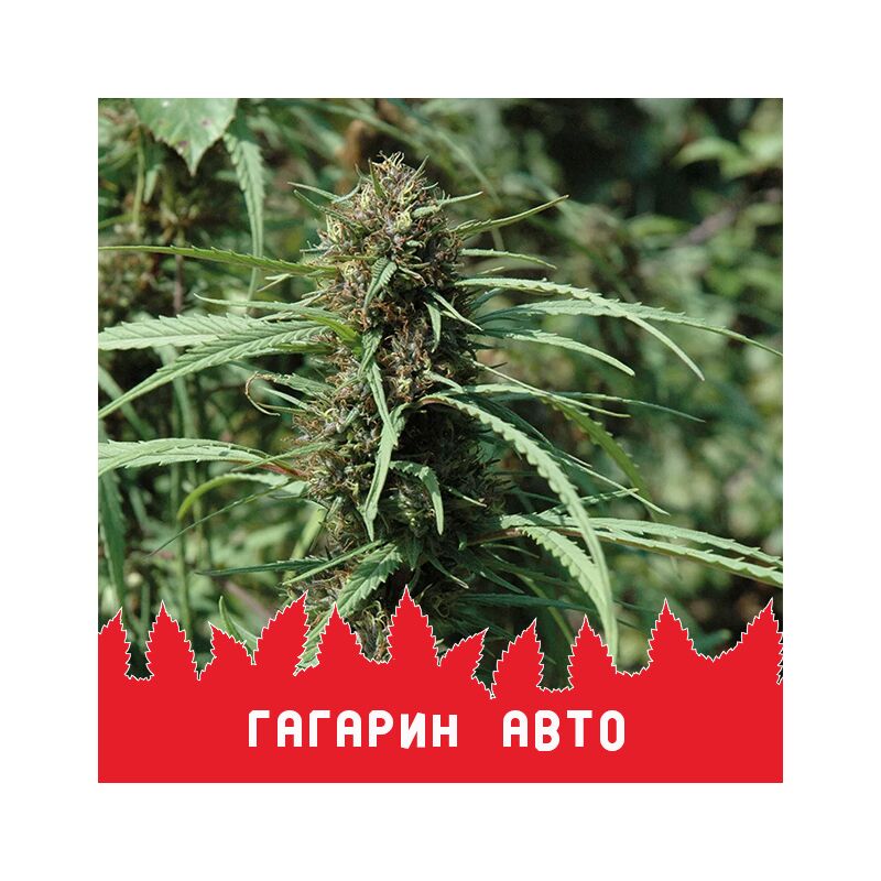 Гагарин Авто, Фасовка: 10